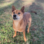 Closeup shot of brown color puppy